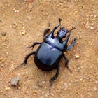 beetle